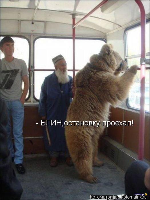 - БЛИН,остановку проехал!... Котоматрица: - БЛИН,остановку проехал!