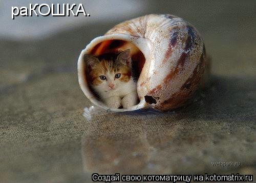 раКОШКА.... Котоматрица: раКОШКА.