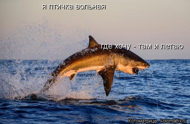 я птичка вольная где хочу - там и летаю... Котоматрица: я птичка вольная где хочу - там и летаю