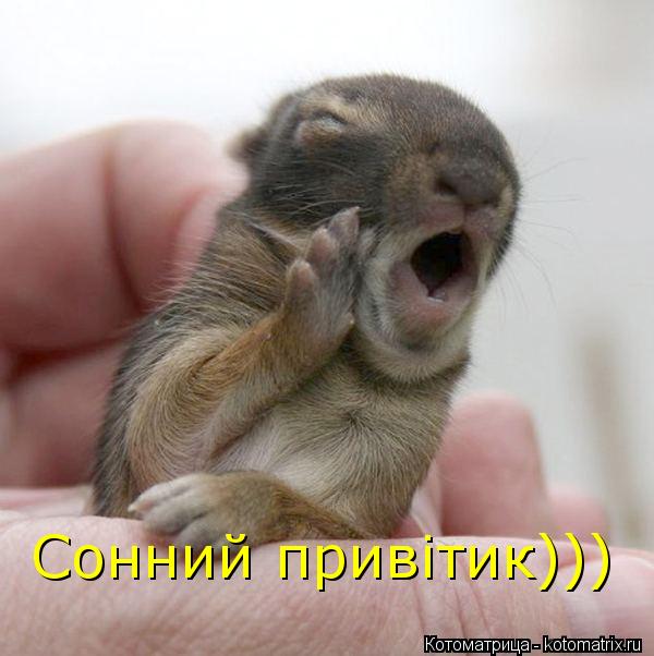 Сонний привітик)))... Котоматрица: Сонний привітик)))