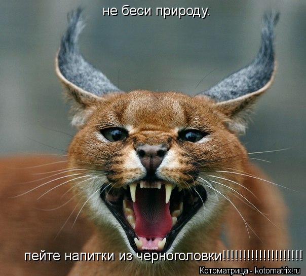 не беси природу. пейте напитки из черноголовки!!!!!!!!!!!!!!!!!!!!... Котоматрица: не беси природу. пейте напитки из черноголовки!!!!!!!!!!!!!!!!!!!!