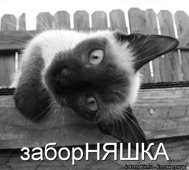 заборНЯШКА... Котоматрица: заборНЯШКА