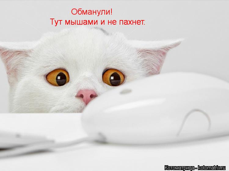 Обманули! Тут мышами и не пахнет. Тут мышами и не пахнет.... Котоматрица: Обманули! Тут мышами и не пахнет. Тут мышами и не пахнет.