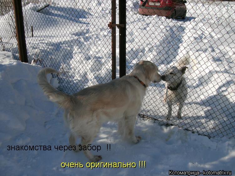знакомства через забор !! очень оригинально !!!... Котоматрица: знакомства через забор !! очень оригинально !!!