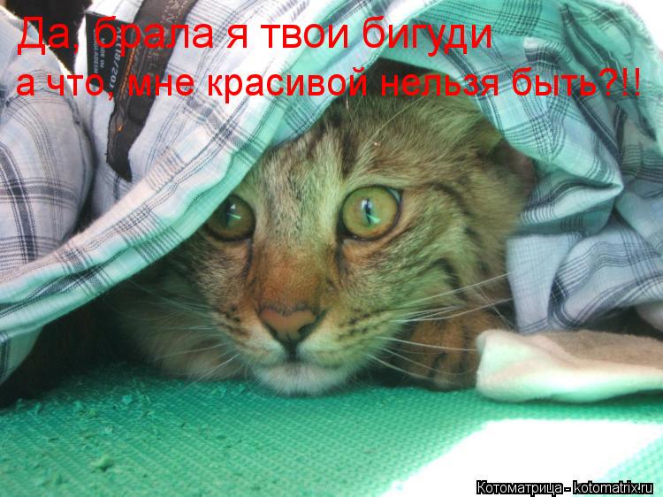 Да, брала я твои бигуди а что, мне красивой нельзя быть?!!... Котоматрица: Да, брала я твои бигуди а что, мне красивой нельзя быть?!!