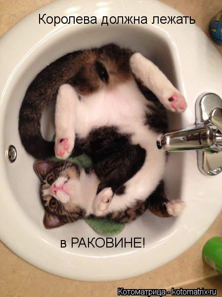 Королева должна лежать в РАКОВИНЕ!... Котоматрица: Королева должна лежать в РАКОВИНЕ!