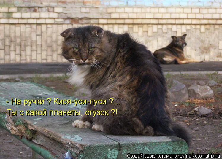 - На ручки ? Кися-уси-пуси ?... Ты с какой планеты, огузок ?!... Котоматрица: - На ручки ? Кися-уси-пуси ?... Ты с какой планеты, огузок ?!