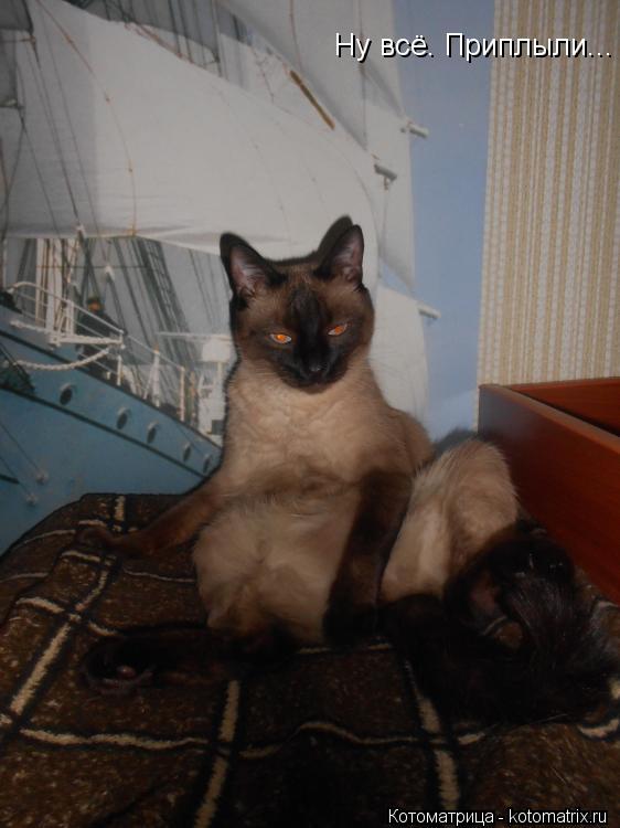 Ну всё. Приплыли...... Котоматрица: Ну всё. Приплыли...