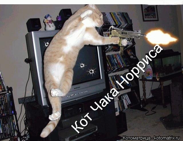 Кот Чака Норриса... Котоматрица: Кот Чака Норриса