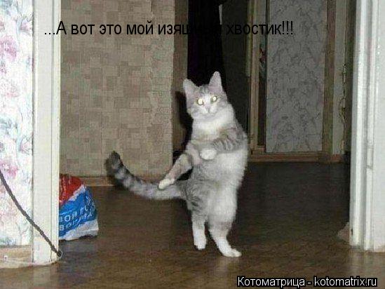 ...А вот это мой изящный хвостик!!!... Котоматрица: ...А вот это мой изящный хвостик!!!