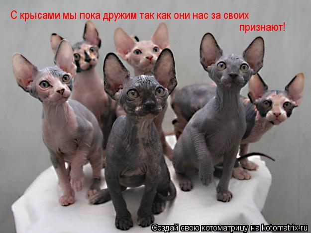 С крысами мы пока дружим так как они нас за своих признают!... Котоматрица: С крысами мы пока дружим так как они нас за своих признают!