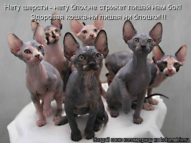 Нету шерсти - нету блох,не стрижет лишай нам бок! Здоровая кошка-ни лишая ни блошки!!!... Котоматрица: Нету шерсти - нету блох,не стрижет лишай нам бок! Здоровая кошка-ни лишая ни блошки!!!