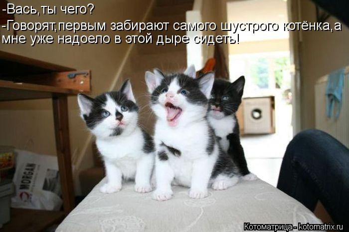 -Вась,ты чего? -Говорят,первым забирают самого шустрого котёнка,а мне уже надоело в этой дыре сидеть!... Котоматрица: -Вась,ты чего? -Говорят,первым забирают самого шустрого котёнка,а мне уже надоело в этой дыре сидеть!