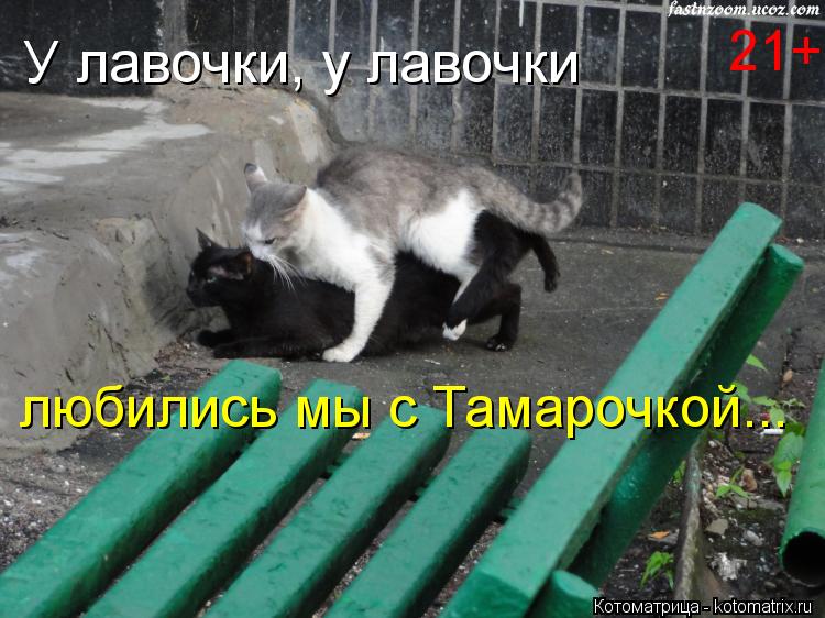 У лавочки, у лавочки любились мы с Тамарочкой... 21+... Котоматрица: У лавочки, у лавочки любились мы с Тамарочкой... 21+