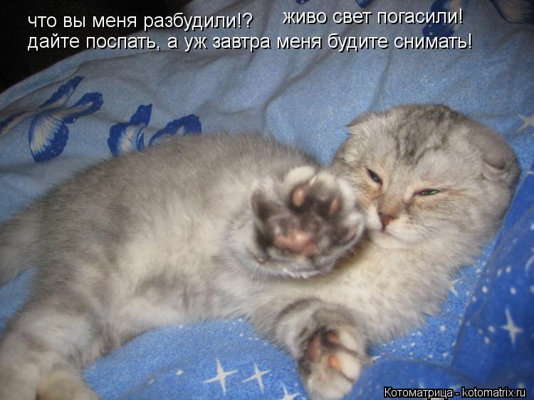 что вы меня разбудили!? живо свет погасили! дайте поспать, а уж завтра меня будите снимать!... Котоматрица: что вы меня разбудили!? живо свет погасили! дайте поспать, а уж завтра меня будите снимать!