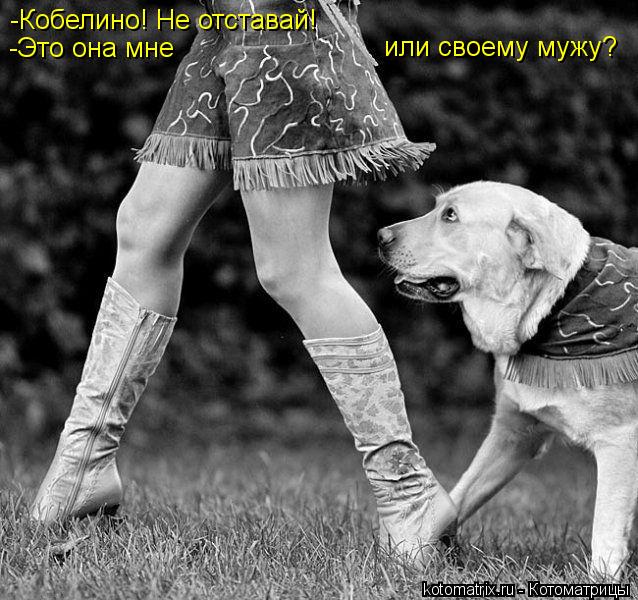 -Кобелино! Не отставай! -Это она мне или своему мужу?... Котоматрица: -Кобелино! Не отставай! -Это она мне или своему мужу?