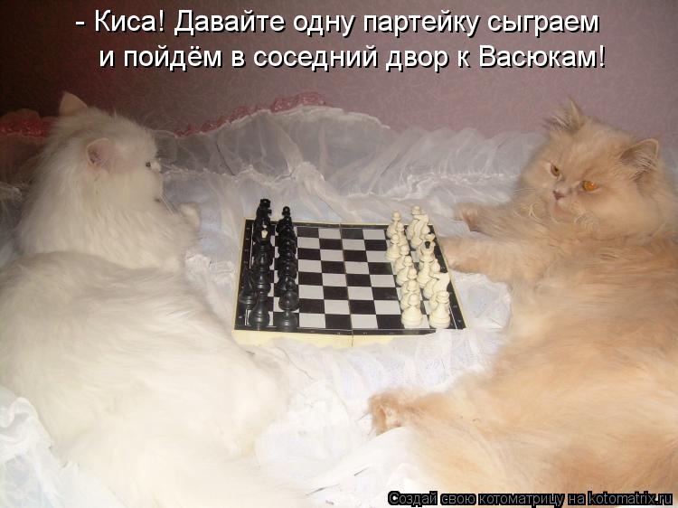 - Киса! Давайте одну партейку сыграем и пойдём в соседний двор к Васюкам!... Котоматрица: - Киса! Давайте одну партейку сыграем и пойдём в соседний двор к Васюкам!