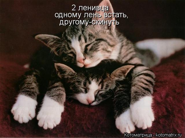 2 ленивца одному лень встать, другому-скинуть... Котоматрица: 2 ленивца одному лень встать, другому-скинуть