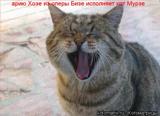 арию Хозе из оперы Бизе исполняет кот Мурзе... Котоматрица: арию Хозе из оперы Бизе исполняет кот Мурзе