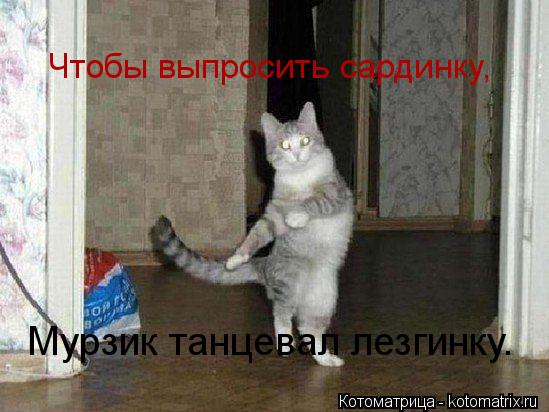 Чтобы выпросить сардинку, Мурзик танцевал лезгинку.... Котоматрица: Чтобы выпросить сардинку, Мурзик танцевал лезгинку.