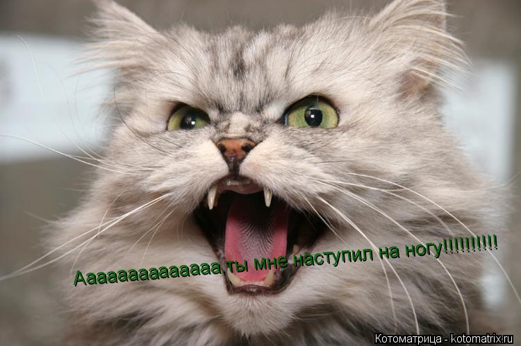 Аааааааааааааа,ты мне наступил на ногу!!!!!!!!!! Аааааааааааааа,ты мне наступил на ногу!!!!!!!!!!... Котоматрица: Аааааааааааааа,ты мне наступил на ногу!!!!!!!!!! Аааааааааааааа,ты мне наступил на ногу!!!!!!!!!!