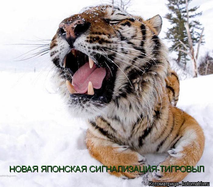 НОВАЯ ЯПОНСКАЯ СИГНАЛИЗАЦИЯ-ТИГРОВЫЛ... Котоматрица: НОВАЯ ЯПОНСКАЯ СИГНАЛИЗАЦИЯ-ТИГРОВЫЛ