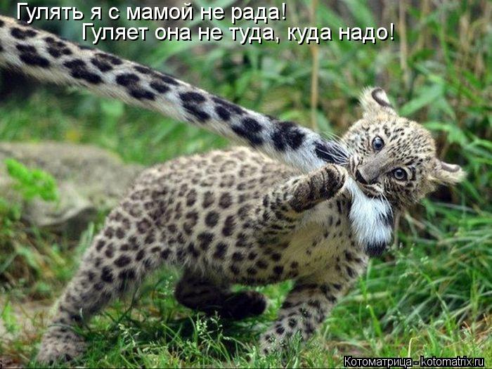 Гулять я с мамой не рада! Гуляет она не туда, куда надо!... Котоматрица: Гулять я с мамой не рада! Гуляет она не туда, куда надо!
