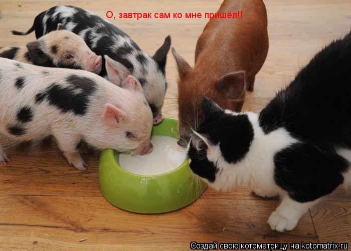 О, завтрак сам ко мне пришёл!!... Котоматрица: О, завтрак сам ко мне пришёл!!