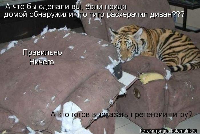А что бы сделали вы, если придя домой обнаружили,что тигр расхерачил диван??? Правильно Ничего А кто ... Котоматрица: А что бы сделали вы, если придя домой обнаружили,что тигр расхерачил диван??? Правильно Ничего А кто готов высказать претензии тигру?