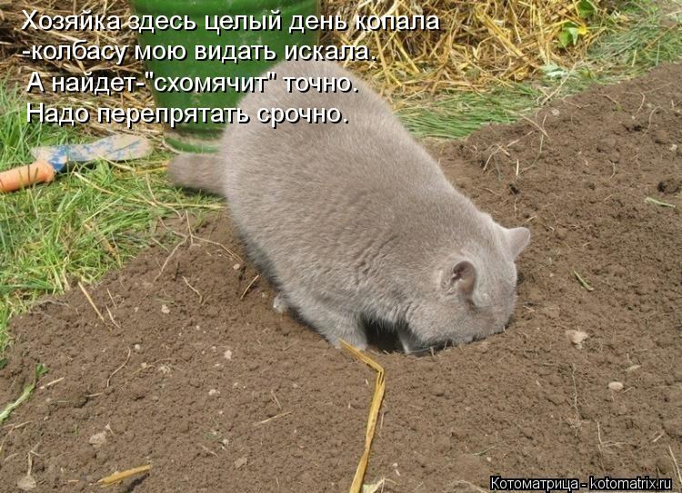 Хозяйка здесь целый день копала -колбасу мою видать искала. А найдет-"схомячит" точно. Надо перепрята... Котоматрица: Хозяйка здесь целый день копала -колбасу мою видать искала. А найдет-"схомячит" точно. Надо перепрятать срочно.