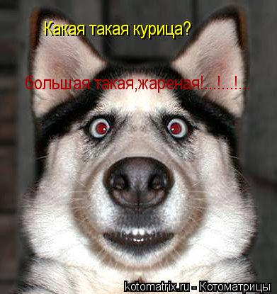 Какая такая курица? большая такая,жареная!...!...!...... Котоматрица: Какая такая курица? большая такая,жареная!...!...!...