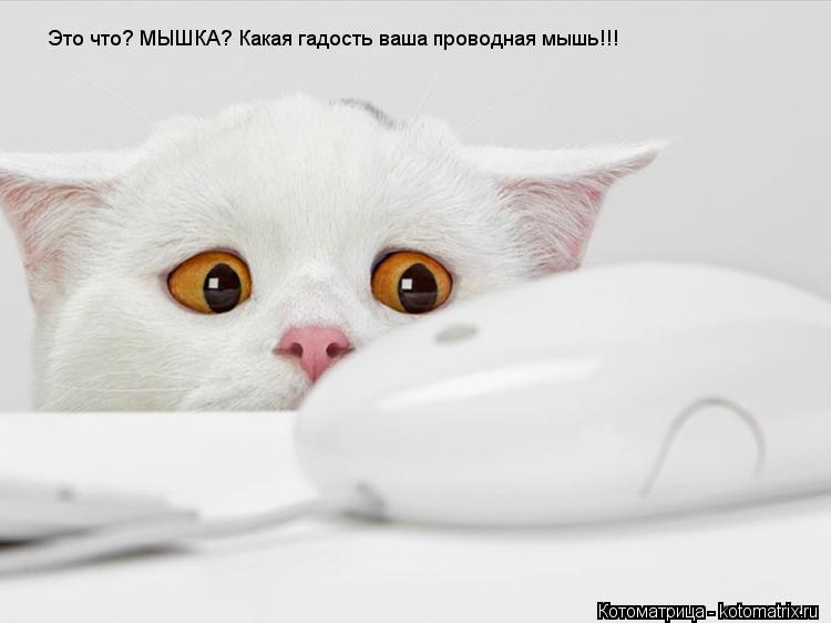 Это что? МЫШКА? Какая гадость ваша проводная мышь!!!... Котоматрица: Это что? МЫШКА? Какая гадость ваша проводная мышь!!!