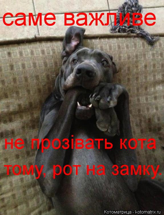 саме важливе не прозівать кота тому, рот на замку.... Котоматрица: саме важливе не прозівать кота тому, рот на замку.
