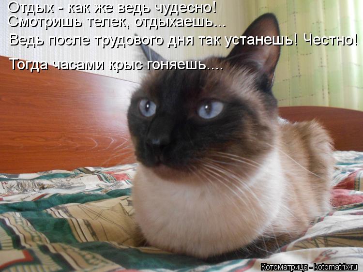 Отдых - как же ведь чудесно! Смотришь телек, отдыхаешь... Ведь после трудового дня так устанешь! Чест... Котоматрица: Отдых - как же ведь чудесно! Смотришь телек, отдыхаешь... Ведь после трудового дня так устанешь! Честно! Тогда часами крыс гоняешь....
