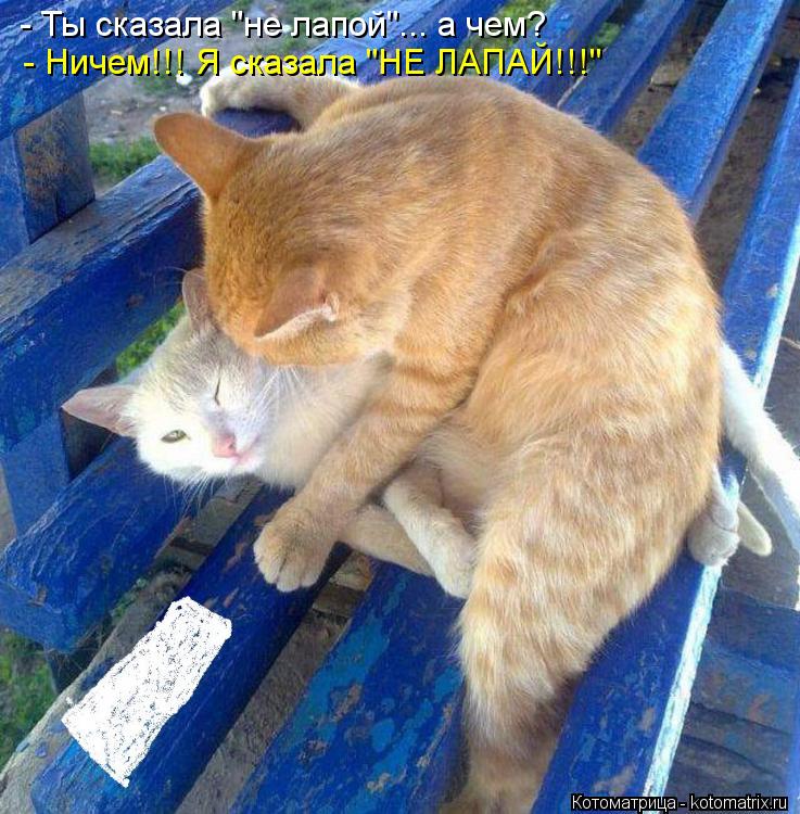 - Ты сказала "не лапой"... а чем? - Ничем!!! Я сказала "НЕ ЛАПАЙ!!!"... Котоматрица: - Ты сказала "не лапой"... а чем? - Ничем!!! Я сказала "НЕ ЛАПАЙ!!!"