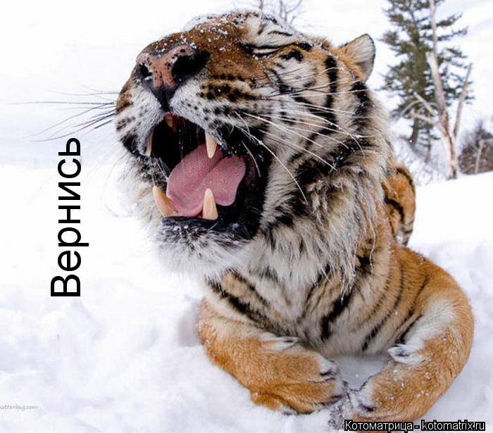 Вернись Вернись... Котоматрица: Вернись Вернись