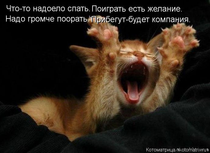 Что-то надоело спать. Надо громче поорать. Поиграть есть желание. Прибегут-будет компания.... Котоматрица: Что-то надоело спать. Надо громче поорать. Поиграть есть желание. Прибегут-будет компания.