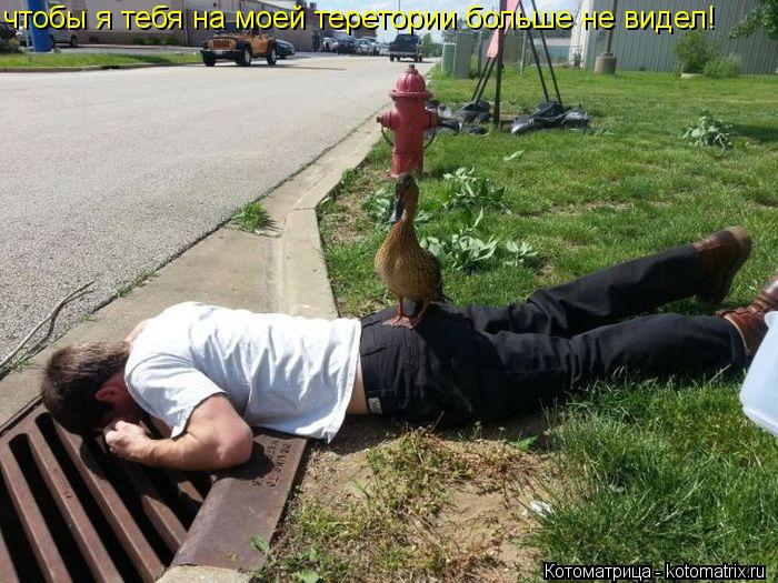 чтобы я тебя на моей теретории больше не видел!... Котоматрица: чтобы я тебя на моей теретории больше не видел!