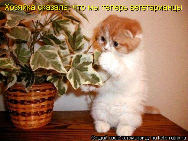 Хозяйка сказала, что мы теперь вегетарианцы... Котоматрица: Хозяйка сказала, что мы теперь вегетарианцы