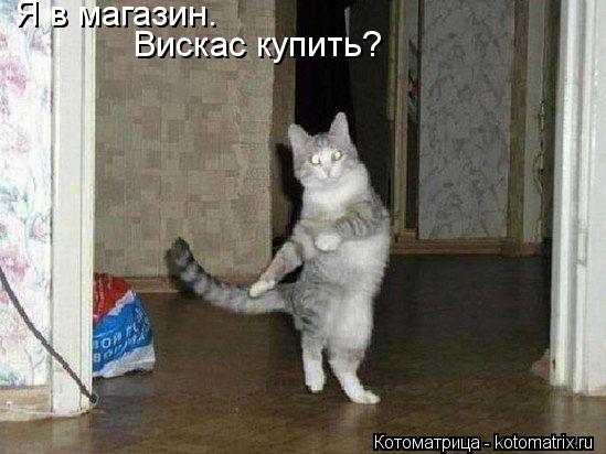 Я в магазин. Вискас купить?... Котоматрица: Я в магазин. Вискас купить?