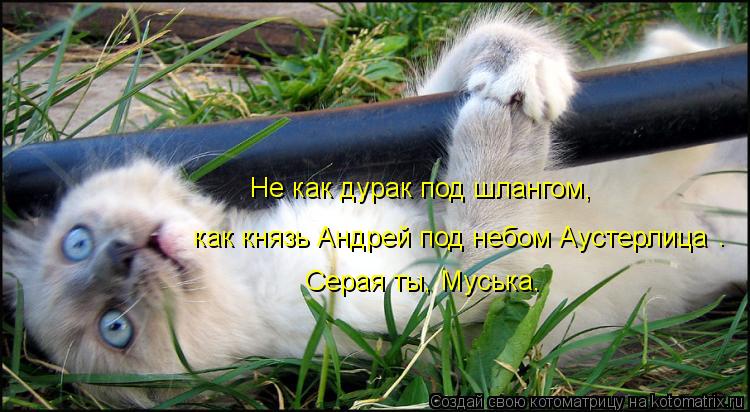 Котоматрица: как князь Андрей под небом Аустерлица Не как дурак под шлангом, Серая ты, Муська. .