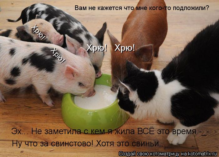 Хрю! Хрю! Хрю! Хрю! Вам не кажется что мне кого-то подложили? Ну что за свинстово! Хотя это св... Котоматрица: Хрю! Хрю! Хрю! Хрю! Вам не кажется что мне кого-то подложили? Ну что за свинстово! Хотя это свиньи... Эх... Не заметила с кем я жила ВСЁ это вре