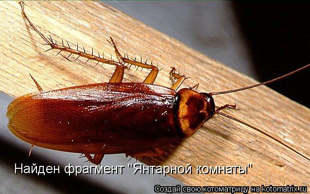 Найден фрагмент "Янтарной комнаты"... Котоматрица: Найден фрагмент "Янтарной комнаты"