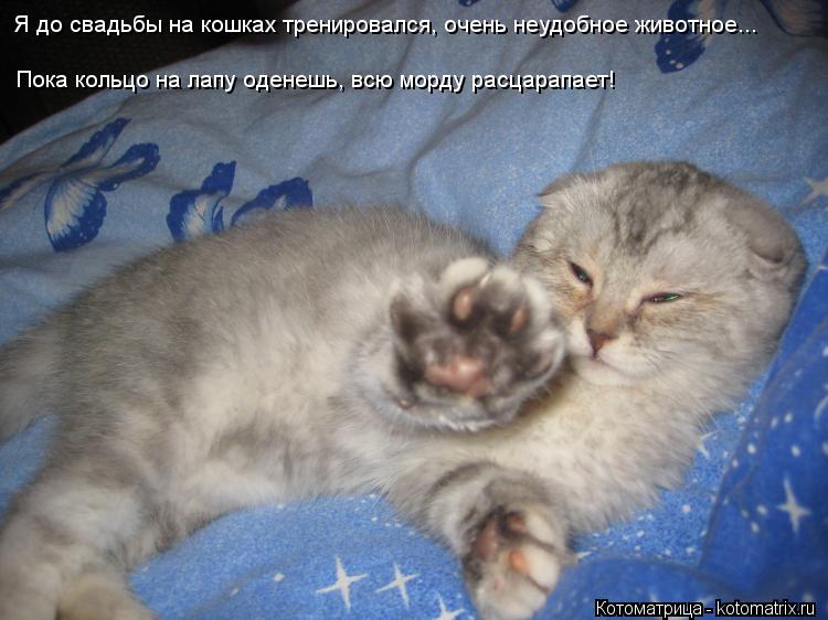 Я до свадьбы на кошках тpениpовался, очень неудобное животное... Пока кольцо на лапу оденешь, всю мо... Котоматрица: Я до свадьбы на кошках тpениpовался, очень неудобное животное... Пока кольцо на лапу оденешь, всю моpду pасцаpапает!