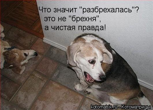 а чистая правда! это не "брехня", Что значит "разбрехалась"?... Котоматрица: а чистая правда! это не "брехня", Что значит "разбрехалась"?