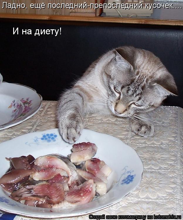 Ладно, ещё последний-препоследний кусочек.... И на диету!... Котоматрица: Ладно, ещё последний-препоследний кусочек.... И на диету!