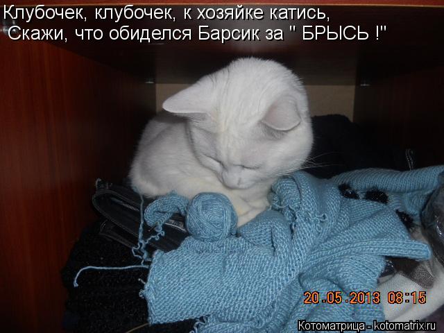 Клубочек, клубочек, к хозяйке катись, Скажи, что обиделся Барсик за " БРЫСЬ !"... Котоматрица: Клубочек, клубочек, к хозяйке катись, Скажи, что обиделся Барсик за " БРЫСЬ !"