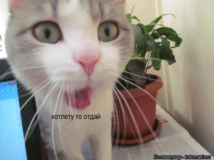 котлету то отдай... Котоматрица: котлету то отдай