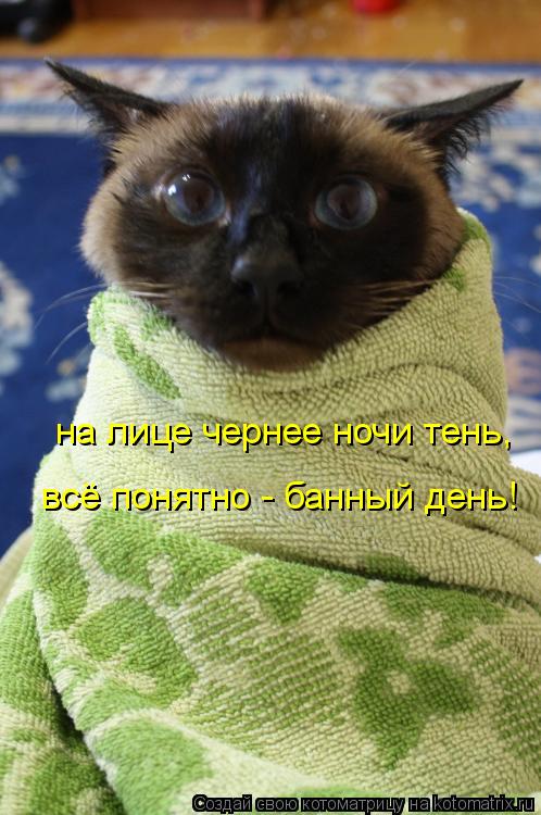 на лице чернее ночи тень, всё понятно - банный день!... Котоматрица: на лице чернее ночи тень, всё понятно - банный день!