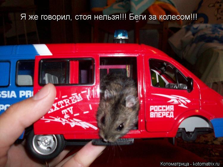 Я же говорил, стоя нельзя!!! Беги за колесом!!!... Котоматрица: Я же говорил, стоя нельзя!!! Беги за колесом!!!